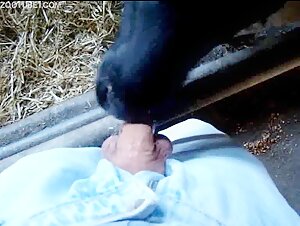 Calf sucks mans cock - ZooSkool Videos - Bestiality sex